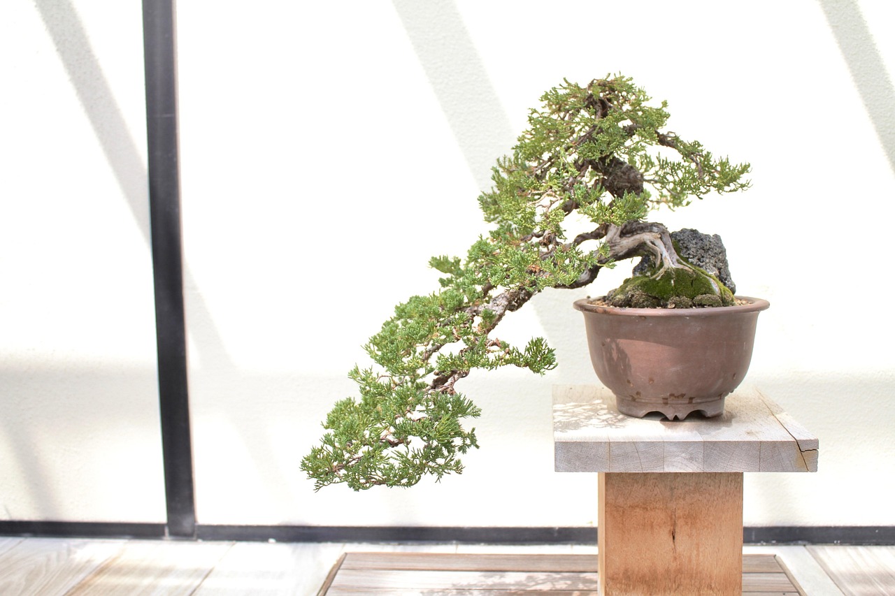 Bonsai Tree Leaves Free photo on Pixabay Pixabay