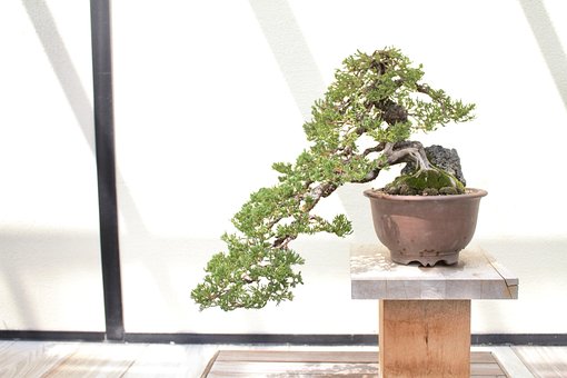 Bonsai Bergahorn Pflanze - Kostenloses Foto auf Pixabay