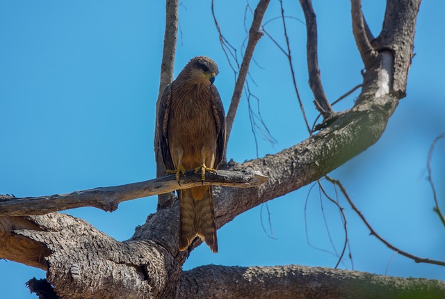 Free Australia Birds photo and picture