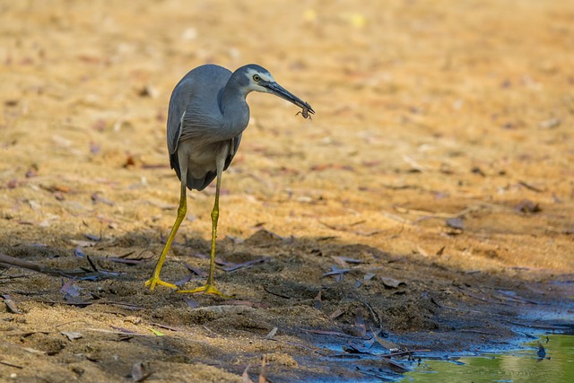 Free Australia Nature photo and picture