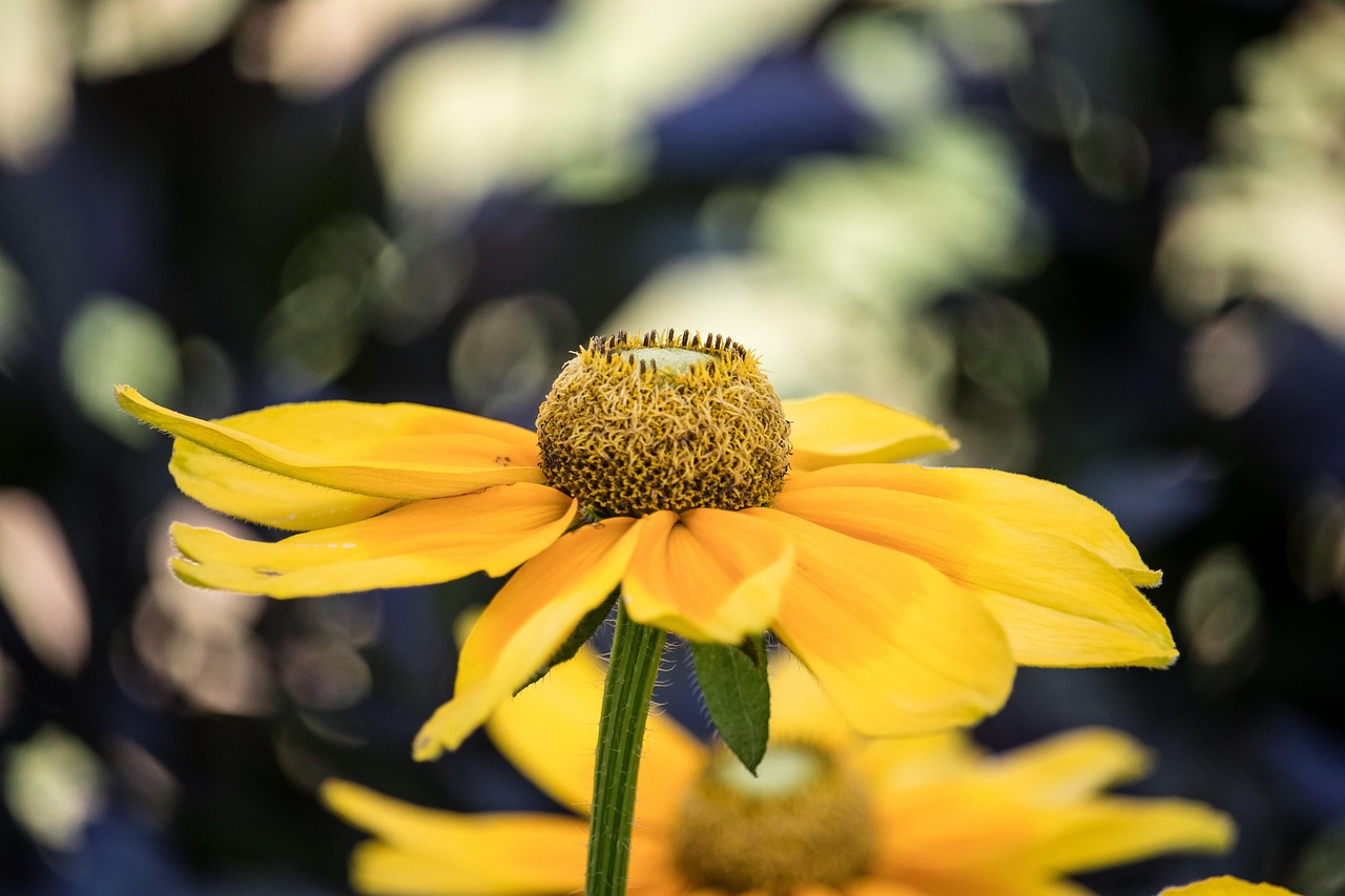 flower-3609707_1280.jpg