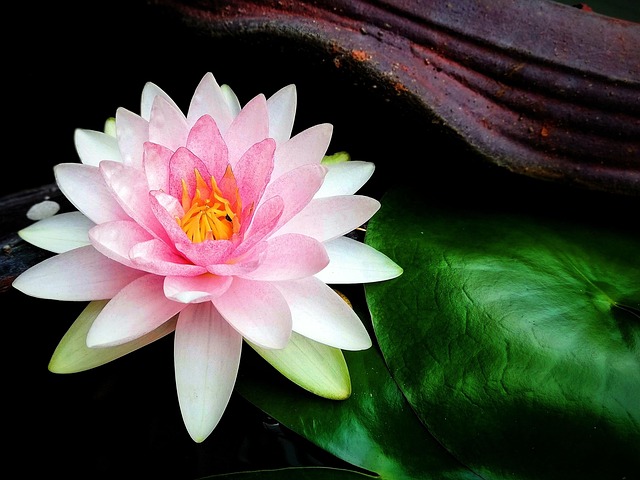 Lotus, ดอกบัว, ดอกไม้, ดอกไม้สวย