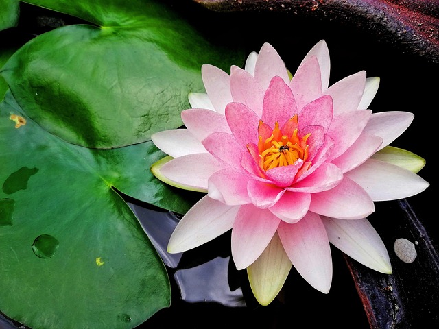 ดอกบัว, Lotus, ดอกไม้, บัว, พืชน้ำ