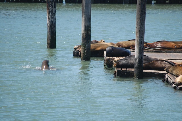 Free San Francisco Pier photo and picture