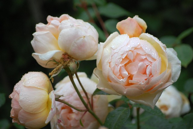 Free Rose Flower photo and picture