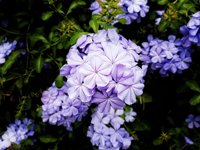ดอกไม้, Flower, สีม่วง