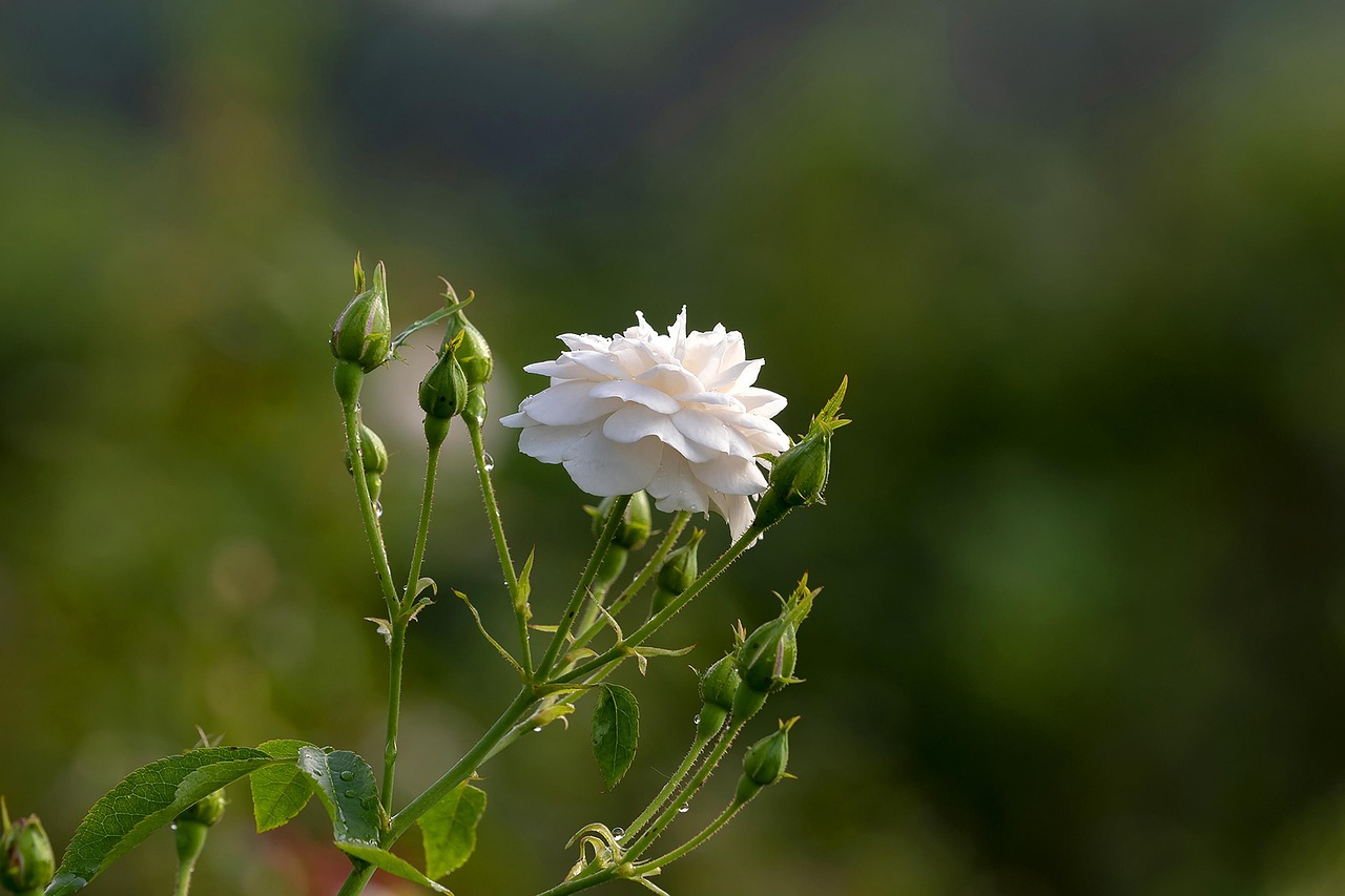 Ruusu Rose Garden Puutarha - Ilmainen valokuva Pixabayssa - Pixabay