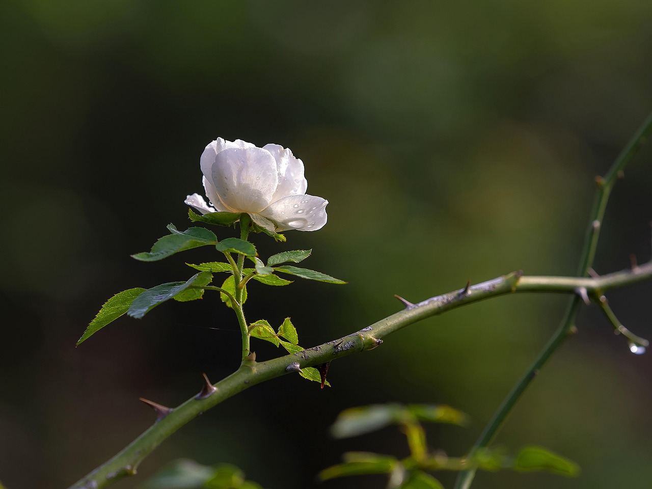 Ruusu Rose Garden Puutarha - Ilmainen valokuva Pixabayssa - Pixabay