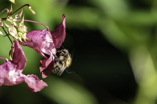 Biene, Springkraut, Pollen, Pollenflug