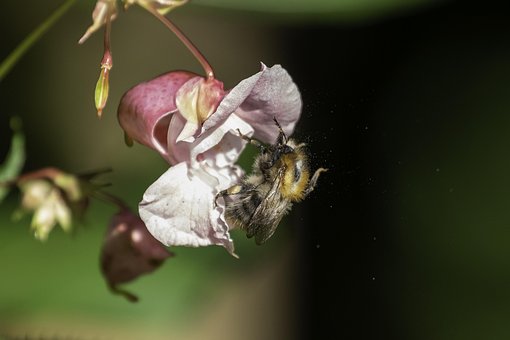 Biene, Springkraut, Pollen, Pollenflug