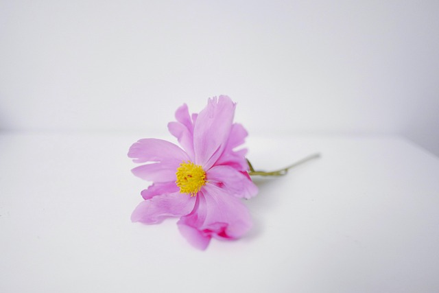 Flor, Naturaleza, Fondo De La Flor