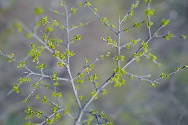Hoja, Naturaleza, Licitación, Brote