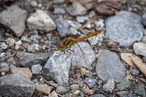 Libelle, Heidelibelle, Insekt, Flügel