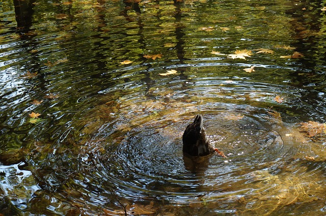 Free Duck Food photo and picture