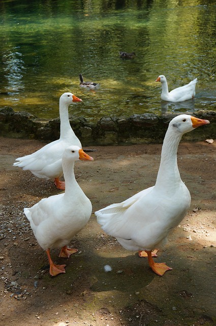 Free Geese Lake photo and picture