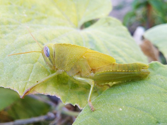 Free Grasshopper Lobster photo and picture