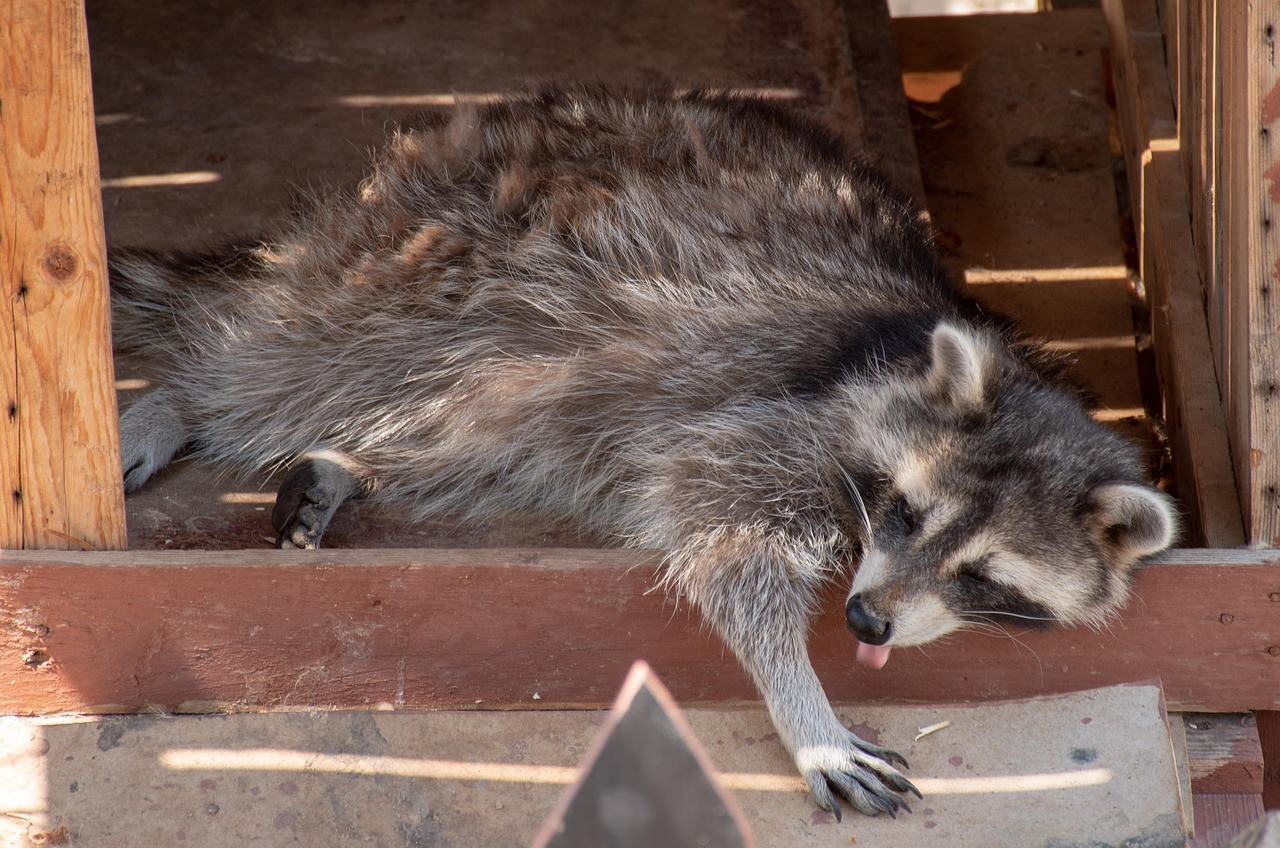 Animal - free online jigsaw puzzle photo