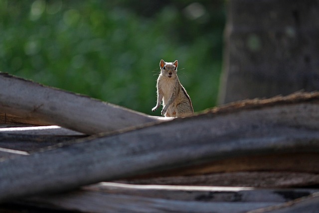 Eichhörnchen, Tier, Natur, Niedlich, Süß