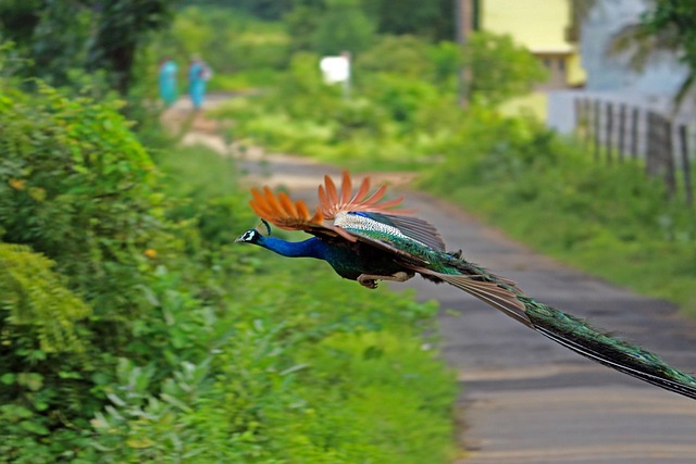 Pfau, Vogel, Tier, Irisierend, Bunt