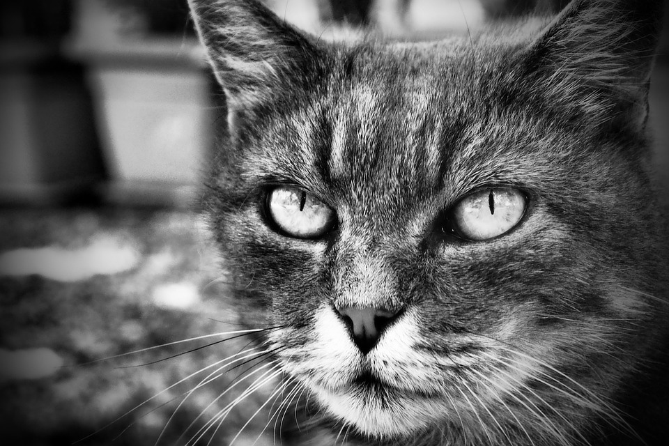 Gatto Felino B N Foto Gratis Su Pixabay