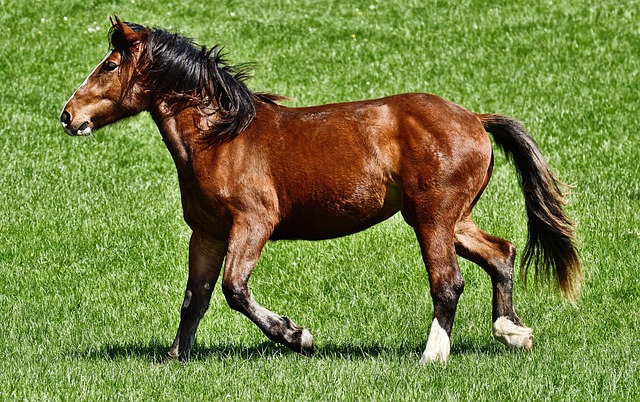 Free Horse Animal photo and picture Free Horse Animal photo and picture