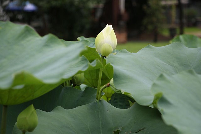 Free Lotus Nature photo and picture