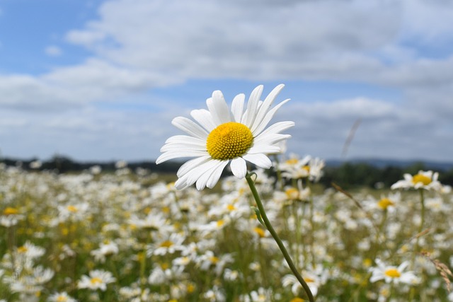 Free Nature Flower Field photo and picture