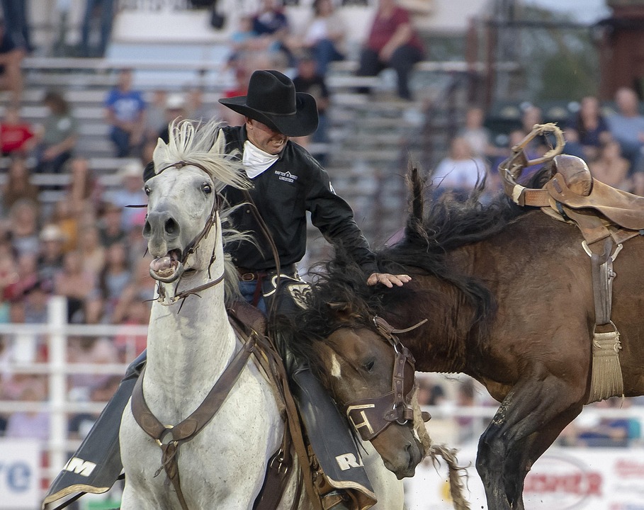 Caballo Rodeo Rodeo Horse Cowboy - Free photo on Pixabay - Pixabay