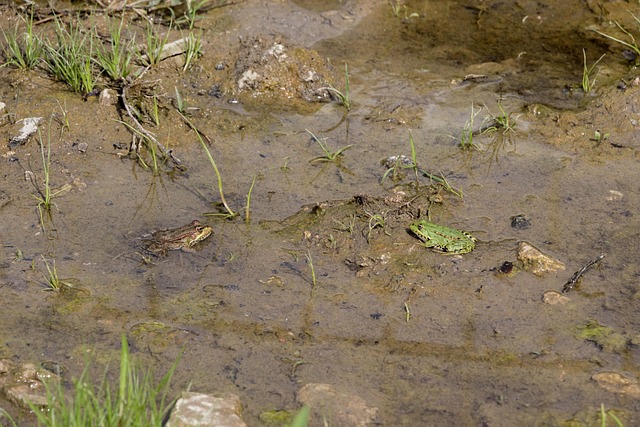 Free Frog Green photo and picture