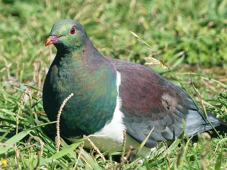 Free Dove Bird photo and picture