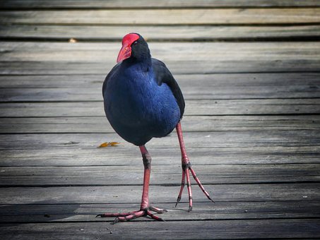 Free Pukeko New Zealand photo and picture