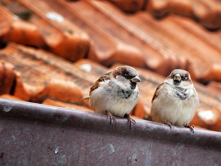 Free Sparrow Bird photo and picture