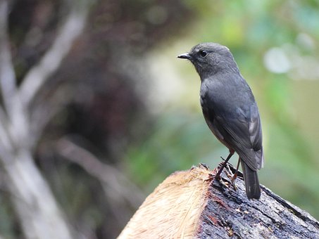 Free Bird New Zealand photo and picture