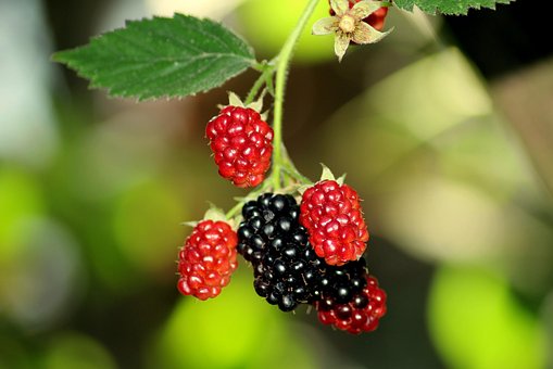 blackberries images pixabay download