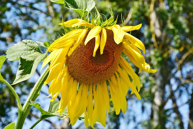 Free Sunflower Faded photo and picture