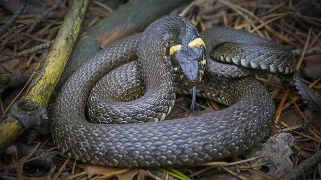 Free Snake Already photo and picture