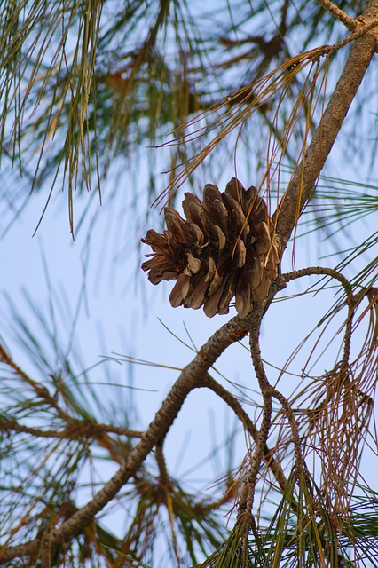 Spring Cone Tree Spring Tree Cone - Free photo on Pixabay - Pixabay