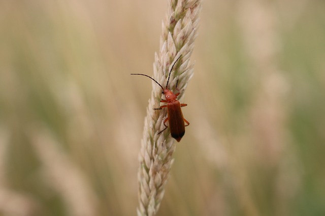 Free Bug Nature photo and picture