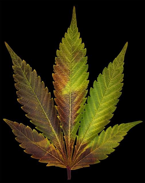 Free Blue Widow Dinafem photo and picture