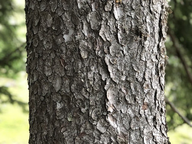 Fir Træ, Træ, Skov, Fyrretræ, Natur