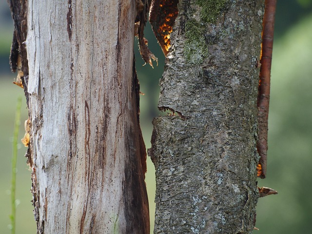 Free Tree Bark photo and picture