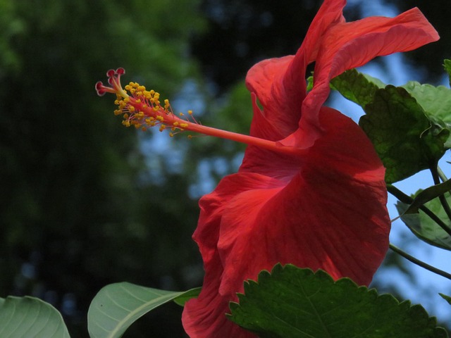 Free Hibiscus Flower photo and picture