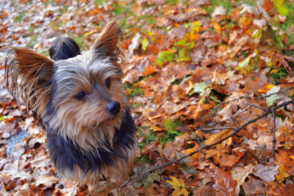 ヨークシャーの紅葉 秋 犬 Pixabayの無料写真
