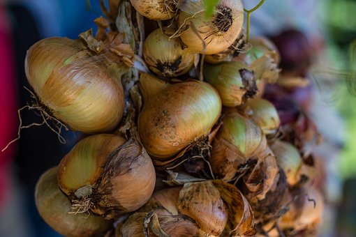 Free Onions Vegetable photo and picture