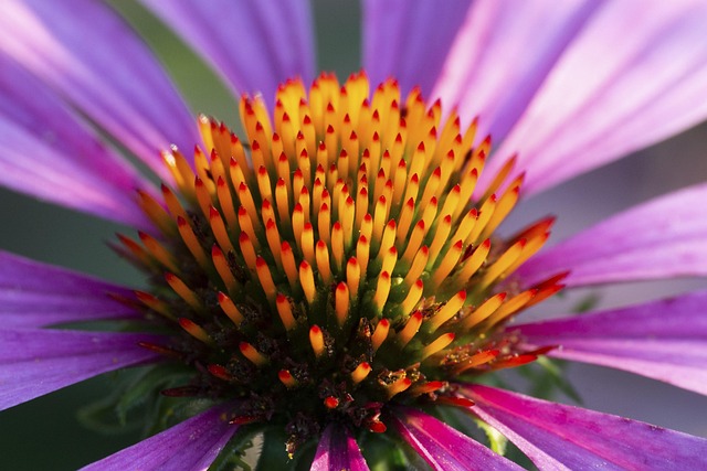 Free Plant Flower photo and picture