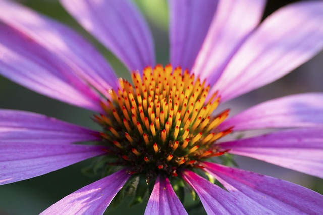Free Plant Beautiful Flowers photo and picture