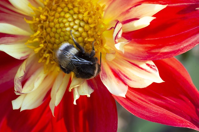 Free Plant Flower photo and picture