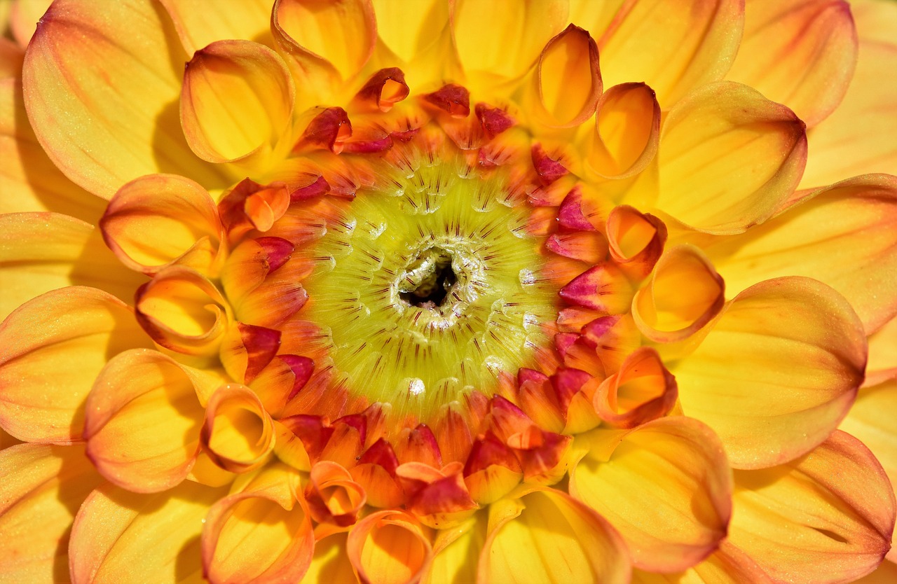 Dahlia - free online jigsaw puzzle photo