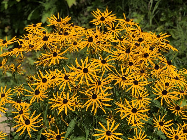 Echinacaea, Gul, Blomst, Fauna, Natur