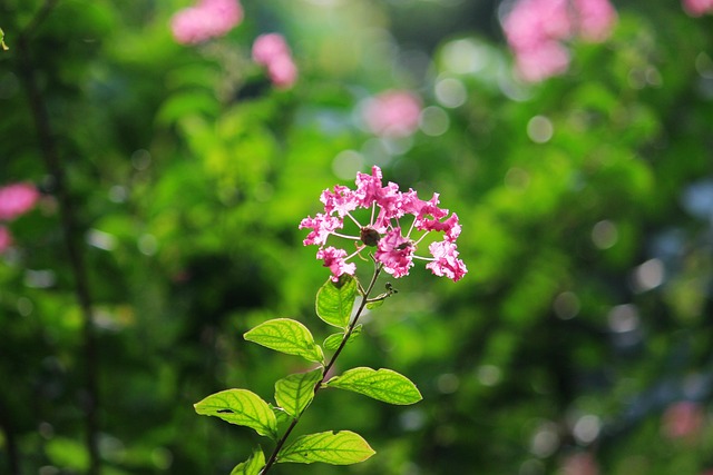 Free Flower Flower Wallpaper photo and picture